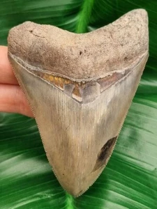 Dente affilato 10,8 cm del megalodonte della Carolina del Sud - fossile di squalo - Foto 1 di 9