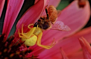 35 MM Color Slides Professional Photograph Insects Bee vs Yellow Spider 1999 #26 - Picture 1 of 1