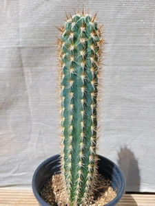 Pilosocereus Gounellei Cactus Blue Columnar 13" Rooted XL - Picture 1 of 7