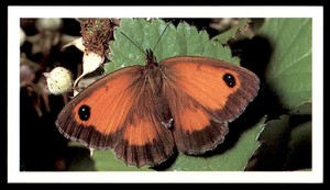 Grandee Britain's Wayside Wildlife 1988 - Hedge Brown or Gatekeeper No. 19