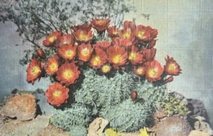 Postcard Hedgehog or Strawbery Cactus ~ Echinocactus • Unposted Divided - Picture 1 of 2