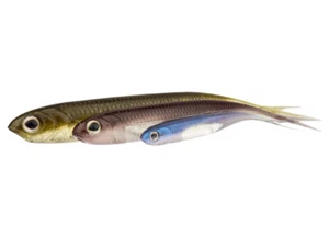 Fish Arrow Flash-J Split 4" 10cm 6pc Leurre souple Prédateurs COULEURS - Photo 1/7