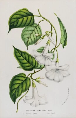 Mandevillea Suaveolens Kletterpflanze Chromolithographie koloriert HOUTTE  1860 - Bild 1 von 3