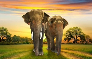 Photo Wall Mural-ELEPHANTS-(353)-NON WOVEN-Wallpaper-Nature Sky Sun Animal XXL - Picture 1 of 1