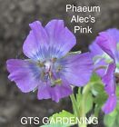 1 x Geranium Phaeum ?Alec?s Pink ? in a 13cm/1 Ltr Pot !