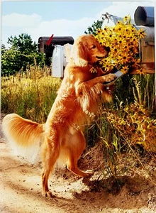 Avanti Press THANK YOU Card Dog with Flowers "Thanks a BUNCH!" - Bild 1 von 4