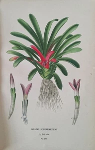 Stampa 1897 Karatas Schermetiewi, Bromelia. Edward Step. 126 anni. - Foto 1 di 3