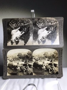 Antiguo lote de tarjetas Keystone Stereoview ~ Hippo Hunt ~ África 17012 y 10557 68 - Imagen 1 de 14