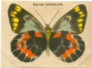 1910s Wills Australian Butterflies Silk Satin Card No 35 - DELIAS HARPALYCE - Picture 1 of 2
