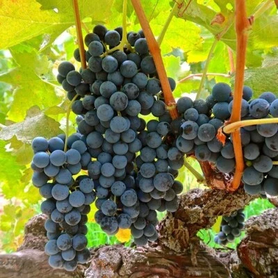 100++ Table Grape Seedss (Vitis vinifera) var. Tempranillo Grape - Image 1 of 4
