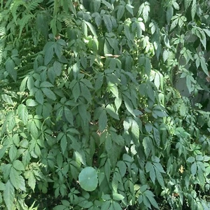 IN STOCK!! x10 Jiaogulan Vine Rooted Live Plant “Miracle Plant” FREE SHIPPING - Picture 1 of 8