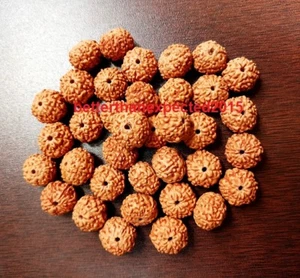 7 Mukhi Rudraksha / Seven Face Rudraksh Genuine Java -loose lot of 21 Beads - Picture 1 of 3