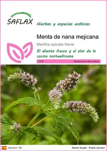 SAFLAX - Menta de nana mejicana - 500 semillas - Mentha - Imagen 1 de 8