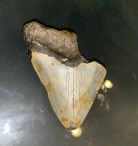 MEGALODON Fossil Giant Shark Teeth All Natural Large 4.3 Dinosaur Tooth OBO - Picture 1 of 3