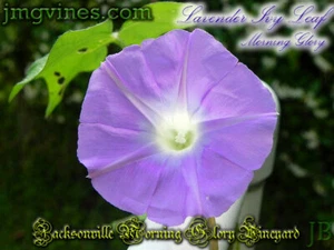 Lavender Ivy Leaf Ipomoea Hederacea Morning Glory 6 Qty - Picture 1 of 6