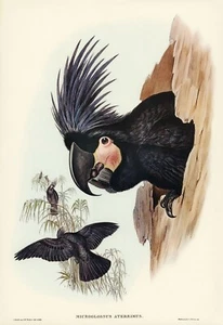 John Gould : "Great Palm-cockatoo" (1840-1848) - Giclee Fine Art Print - Picture 1 of 7