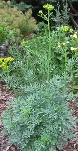 10 Samen Ruta graveolens - Weinraute - Common rue - Herb-of-grace 2024 - Bild 1 von 7