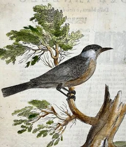 1622 Blackcap, Ornithology, Ant. Tempesta; F. Villamena, Master Engraving - Picture 1 of 3