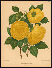 Antique Print-Thé Marechal Niel Rose-Flora and Pomona-Wendel-Severeyns-1876