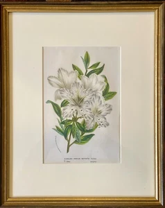 Litografía de piedra botánica 1850 Azalea Indica Vittata Louis Van Houte HC enmarcada - Imagen 1 de 8
