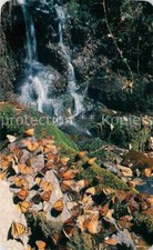 72715956 Butterflies Mexico Michoacan Refuge Monarch Butterfly Animals