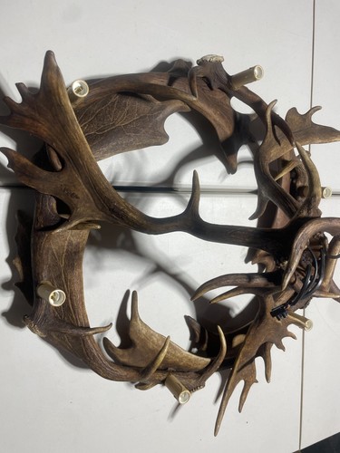 Real Moose Antler Chandelier 6 light 30" wide