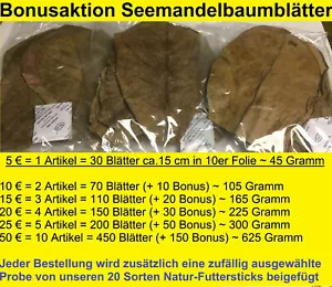 Seemandelbaumblätter BONUSAKTION BIS 50 % bei Catappa Leaves SMBB - Blitzversand - Bild 1 von 1