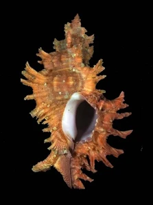 MUREX CORRUGATUS RARE - Picture 1 of 2