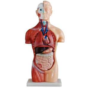 Herramienta de enseñanza modelo esqueleto anatómico asexual torso humano de 18 partes 42 cm - Imagen 1 de 4