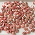30 Extra Tiny Real True Pink Umbonium Shells Button Natural Craft No Tans Greys