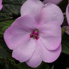 New Listing40 Sunpatiens Compact Orchid Blush Live Plants Plugs Garden Diy Planters 347 S2