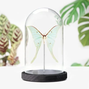 Luna Moth Butterfly Insect Bug Entomology Taxidermy Bell Jar Interior Design - Picture 1 of 4