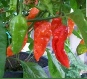 Chilli Pepper Red Bhut Jolokia Ghost Chilli Seeds 100% GENUINE, UK SELLER - Picture 1 of 10