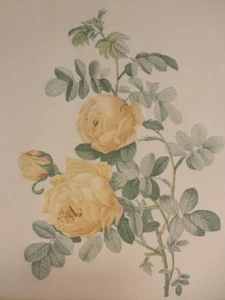 *REDUCIDO* Rosa Sulfurosa - Rosa Amarilla por Pierre Redoute - Estampado en Color Vintage - Imagen 1 de 4