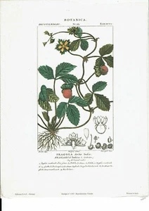 Reproduction de lithographie -Botanica-Fragola delleIndie-FragariaIndica  -Li5 - Picture 1 of 1