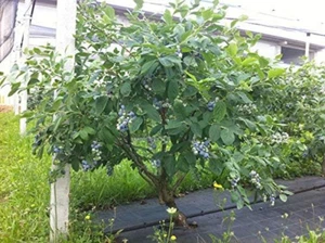Mirtillo Gigante Americano Frutti Di Bosco Pianta Già Fruttifera in Vaso Ø25 Cm - Foto 1 di 12