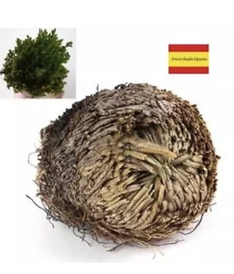 4 Rosa de Jericó. Anastatica bulbo 5/7 cm Limpiezas Energeticas palo santo - Imagen 1 de 1