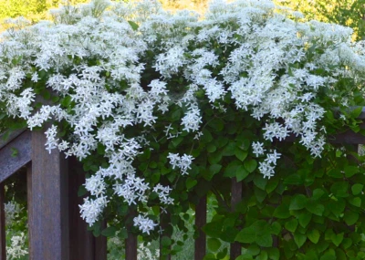 3 Dulces Otoño Clemátide Planta Viva 4" Tamaño Maceta Bien Enraizada Foto 1 de 2