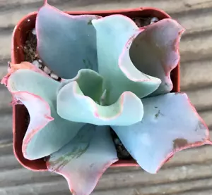 Echeveria 'Culibra' succulent exotic hen and chicks plant seed 50 SEEDS - Picture 1 of 1