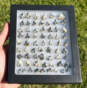 LOTE DE 64 dientes de tiburón fósil Ptychodus Texas Crusher tiburón whipplei etc. - Imagen 1 de 14