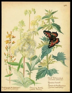 Edith Holden stampa botanica FARFALLA, ERBA DI SAN GIOVANNI 1906 illustrazione d'epoca - Foto 1 di 3