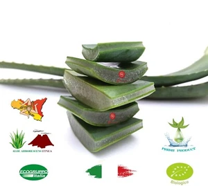 Foglie di Aloe Arborescens ETNEA Fresche 1 kg biologiche gel per frullato succo  - Foto 1 di 12