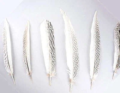 12 plumas de faisán plateado de 12-16" pulgadas de largo  Foto 1 de 2