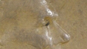 1935 Lincoln Wheat Cent “DDO/DDR” Penny Variety Coin Error - Picture 1 of 8