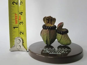 Takara Tomy Insectivorous capsule "Cephalouts follicularis" - Picture 1 of 6