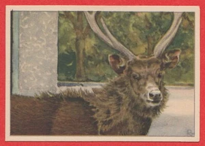 1940 Dutch Trade Card by Verkade #80 Sambar Deer - Foto 1 di 2