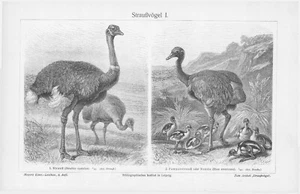 1905 UCCELLINI STRUZZO RHEA EMU INCISIONE ILLUSTRAZIONE STAMPA 2 pagine - Foto 1 di 4