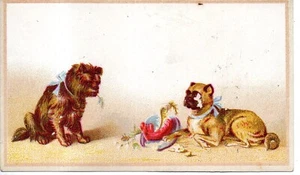 B1-75839 Trade Card Gilchrist Dry Goods Boston Hunde Kaumütze KOSTENLOSER VERSAND IN DEN USA - Bild 1 von 2