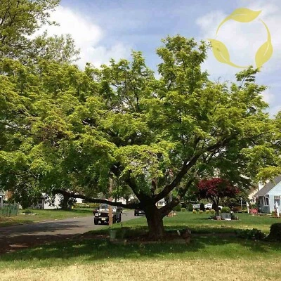 JAPANESE MAPLE Acer Palmatum - 10 SEEDS - Image 1 of 4