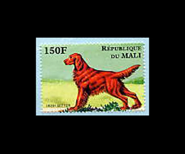 Malí, Sc #824f, MNH, 1997, perro, setter irlandés Foto 1 de 1